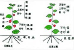【草莓缺鈣癥狀及預(yù)防措施】 【草莓缺鈣癥狀及預(yù)防措施】